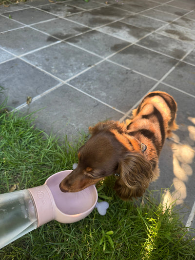 DogCup Review: The Must-Have Portable Water & Food Bottle for Every Dog Owner